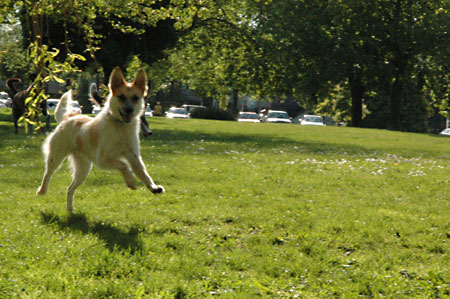 Dogs at Trout Lake