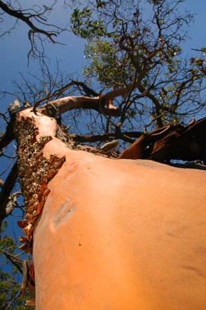 Arbutus Tree