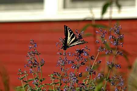 butterfly