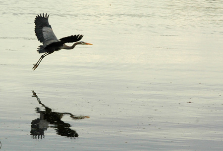 Heron