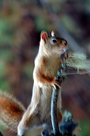 chipmunk punk