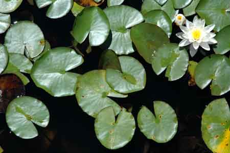 lily pads