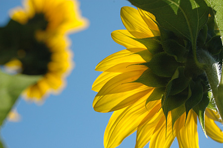 sunflowers