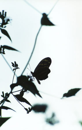 butterfly