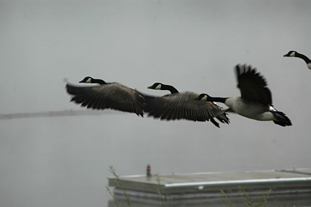 canadian geese