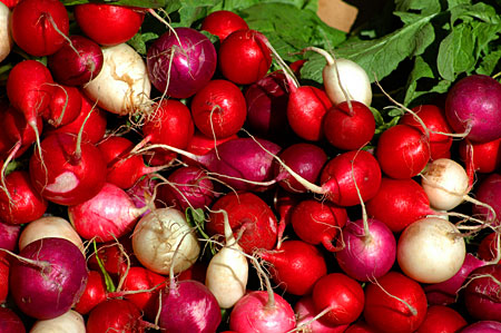 radishes, Kamloops Farmer’s Market