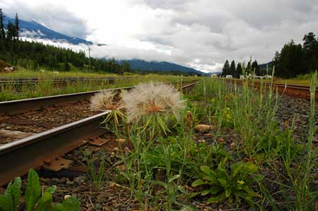 down by the tracks