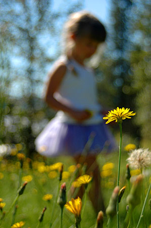 dandelion girl