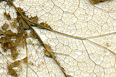 leaf skeleton