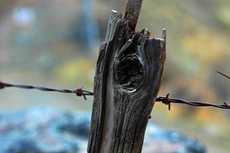 Barbed Wire