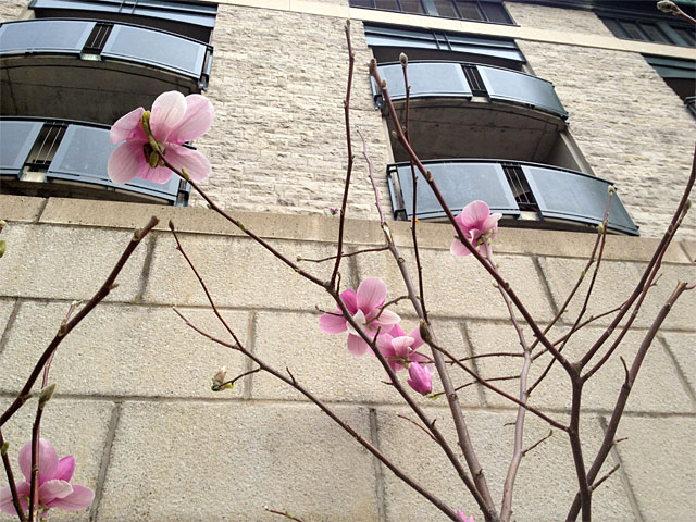 arethesemagnolias