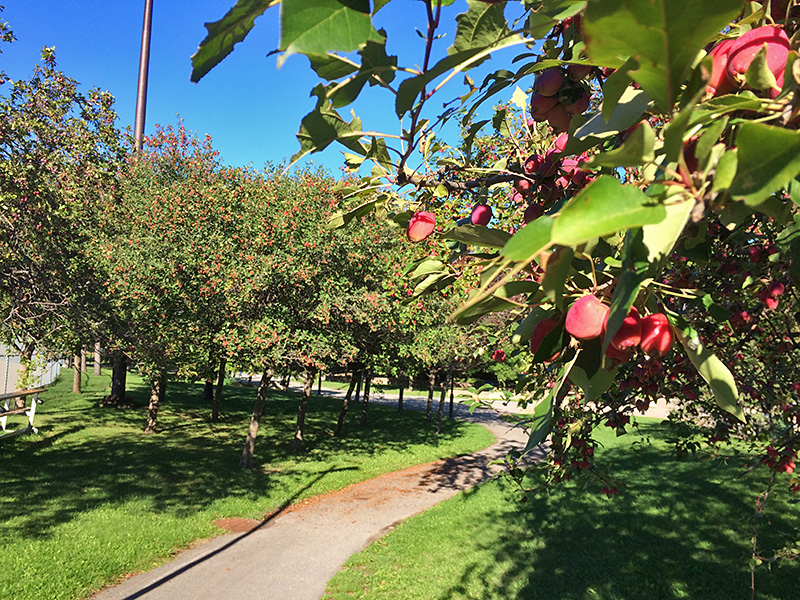 crabapples