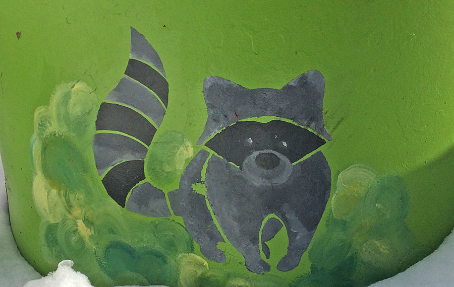 raccoon